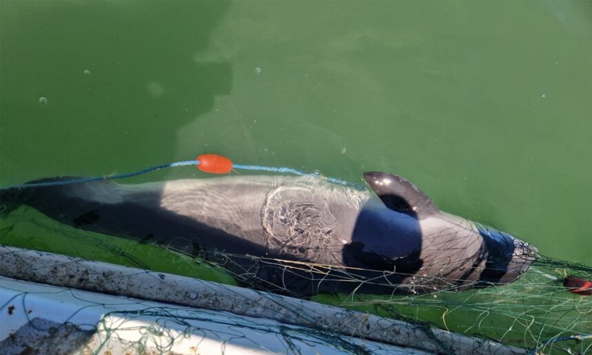 video un delfin si opt sturioni salvati de garda de coasta s a deschis dosar penal 6874b29346a6b