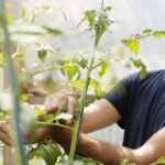 video vacanta la cules de rosii in solariile liceelor agricole ce profit anual ajung sa obtina scolile din vanzarea propriilor legume 687f660944f4e