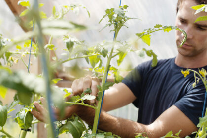 video vacanta la cules de rosii in solariile liceelor agricole ce profit anual ajung sa obtina scolile din vanzarea propriilor legume 687f660944f4e