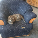 videofoto gradina zoologica ilegala descoperita de garda de mediu in dambovita proprietarul tinea in custi ursi caprioare lei maimute 687a0f5abb9d5