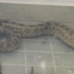 balaur dobrogean de peste un metru capturat de jandarmi intr o gospodarie din 2 mai si eliberat in siguranta 6894a12f93bc9