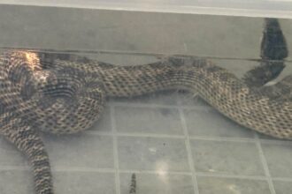 balaur dobrogean de peste un metru capturat de jandarmi intr o gospodarie din 2 mai si eliberat in siguranta 6894a12f93bc9