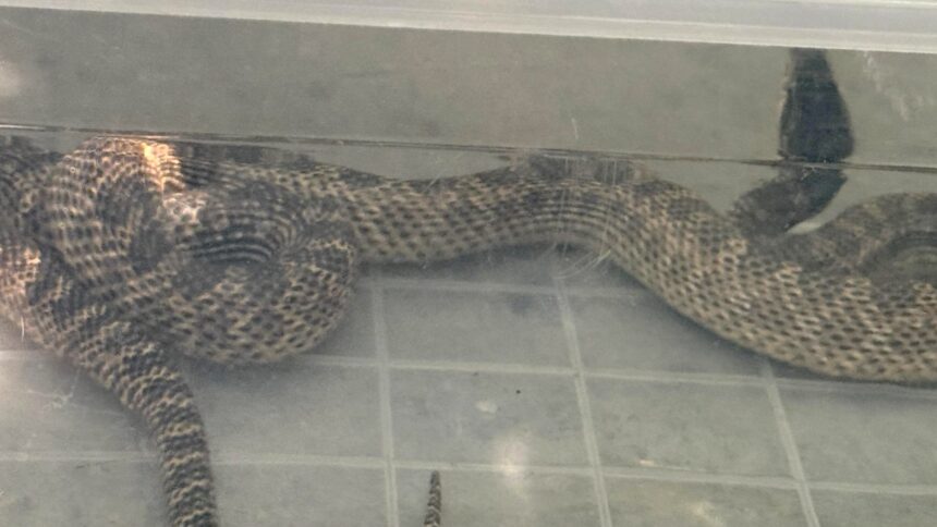 balaur dobrogean de peste un metru capturat de jandarmi intr o gospodarie din 2 mai si eliberat in siguranta 6894a12f93bc9