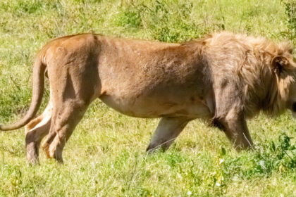 blondie un leu aflat in centrul unui studiu al universitatii oxford a fost ucis de vanatorii de trofee in africa 688f0a6db8ad3