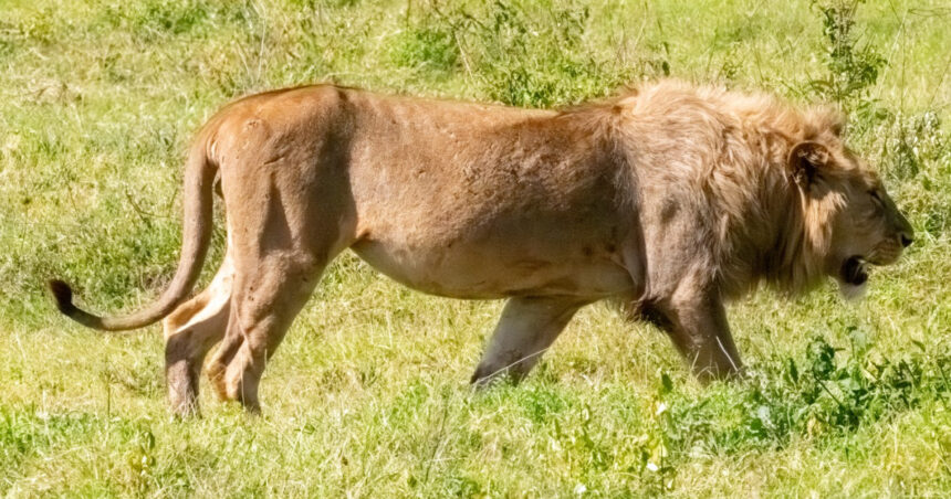 blondie un leu aflat in centrul unui studiu al universitatii oxford a fost ucis de vanatorii de trofee in africa 688f0a6db8ad3