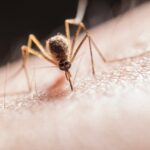 cazurile de covid se inmultesc in bulgaria dar boala nu dezvolta simptome grave chikungunya o boala transmisa de tantarii tigru a inceput sa fie detecatata in mai multe tari europene inclusiv in r 68a30b00ebc1a