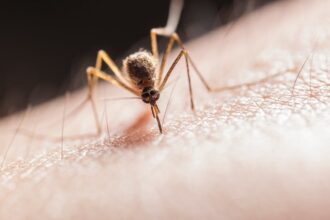 cazurile de covid se inmultesc in bulgaria dar boala nu dezvolta simptome grave chikungunya o boala transmisa de tantarii tigru a inceput sa fie detecatata in mai multe tari europene inclusiv in r 68a30b00ebc1a