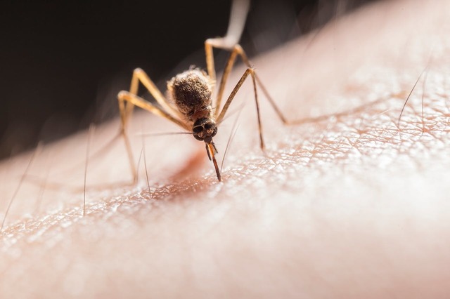 cazurile de covid se inmultesc in bulgaria dar boala nu dezvolta simptome grave chikungunya o boala transmisa de tantarii tigru a inceput sa fie detecatata in mai multe tari europene inclusiv in r 68a30b00ebc1a