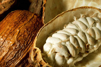 criza industriei de ciocolata o noua metoda de productie ar putea folosi parti mai mari din fructul de cacao fara a afecta gustul 68ab1420ad95c