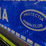 femeie filmata cu doi magari legati de o masina politia nu se impune emiterea unui ordin de plasare in adapost a animalelor 68a2084d5aeff