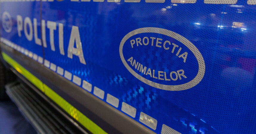 femeie filmata cu doi magari legati de o masina politia nu se impune emiterea unui ordin de plasare in adapost a animalelor 68a2084d5aeff