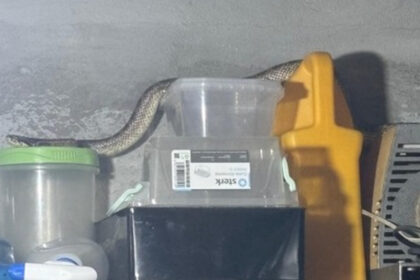 foto balaur dobrogean capturat de jandarmi intr o gospodarie din localitatea 2 mai 6894b9967cc10