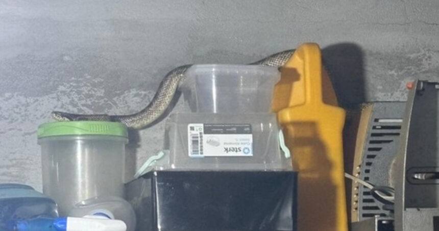 foto balaur dobrogean capturat de jandarmi intr o gospodarie din localitatea 2 mai 6894b9967cc10