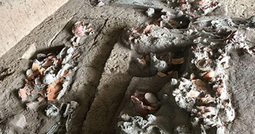 foto descoperire rara dinti vechi de 4 000 de ani arata ca oamenii consumau nuci cu efecte psihoactive 68905112093ea