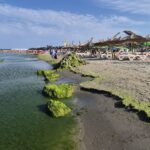 foto video invazie de alge pe plaja modern din constanta turistii se plang si de mirosul fetid iata cum arata zona 68936e0298642