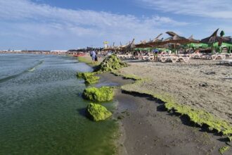 foto video invazie de alge pe plaja modern din constanta turistii se plang si de mirosul fetid iata cum arata zona 68936e0298642