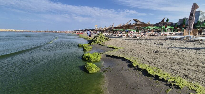 foto video invazie de alge pe plaja modern din constanta turistii se plang si de mirosul fetid iata cum arata zona 68936e0298642