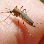 inca o persoana ucisa in italia de west nile la cat a ajuns bilantul total al celor care au murit din cauza temutului virus 6890f6411b1a1
