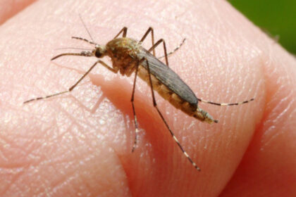 inca o persoana ucisa in italia de west nile la cat a ajuns bilantul total al celor care au murit din cauza temutului virus 6890f6411b1a1