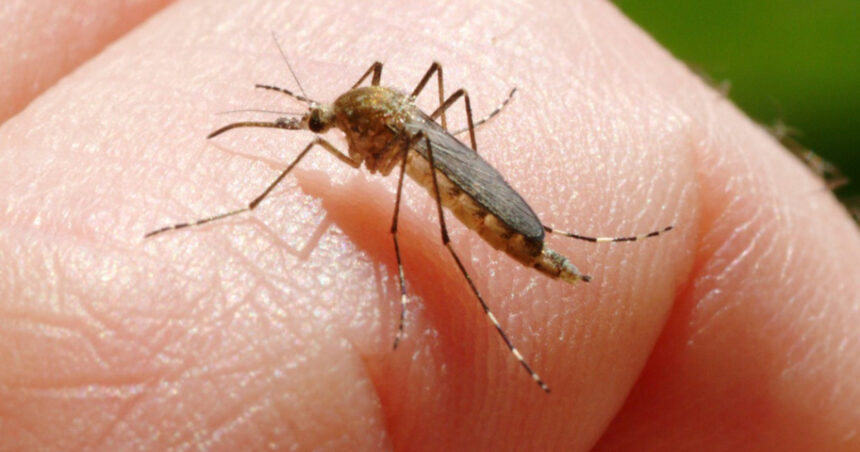 inca o persoana ucisa in italia de west nile la cat a ajuns bilantul total al celor care au murit din cauza temutului virus 6890f6411b1a1