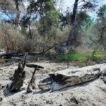 incendiu de vegetatie uscata si fond forestier in zona sireasa din delta dunarii 68a32fa320618