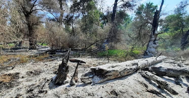 incendiu de vegetatie uscata si fond forestier in zona sireasa din delta dunarii 68a32fa320618