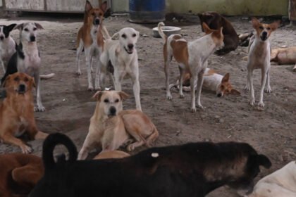 india revine asupra deciziei de a aduna de pe strazi cainii vagabonzi din new delhi 68a896ec8b342