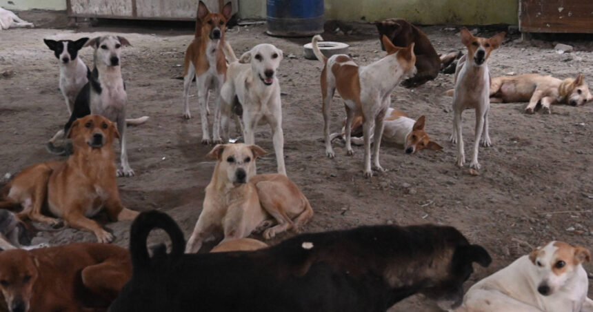 india revine asupra deciziei de a aduna de pe strazi cainii vagabonzi din new delhi 68a896ec8b342