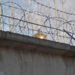infractori rusi au incercat sa introduca droguri intr o inchisoare din nijni novgorod cu ajutorul unei pisici 68a488a884665