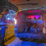 live foto video soferii din mamaia luati la intrebari de politistii din ipj constanta la actiune participa si cainele ares din politia brasov 68a0d32977cbb