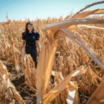 lucrarile agricole in camp se vor desfasura cu dificultate in aproape toata tara din cauza secetei 68b2ce7945a97