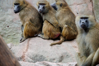 masacrul babuinilor din nurnberg gradina zoologica germana a hranit leii cu carnea primatelor sacrificate 6890f645d218f