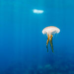 meduzele au oprit o centrala nucleara din franta cum s a intamplat incidentul 6899e83fa36ad