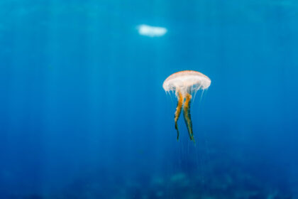 meduzele au oprit o centrala nucleara din franta cum s a intamplat incidentul 6899e83fa36ad