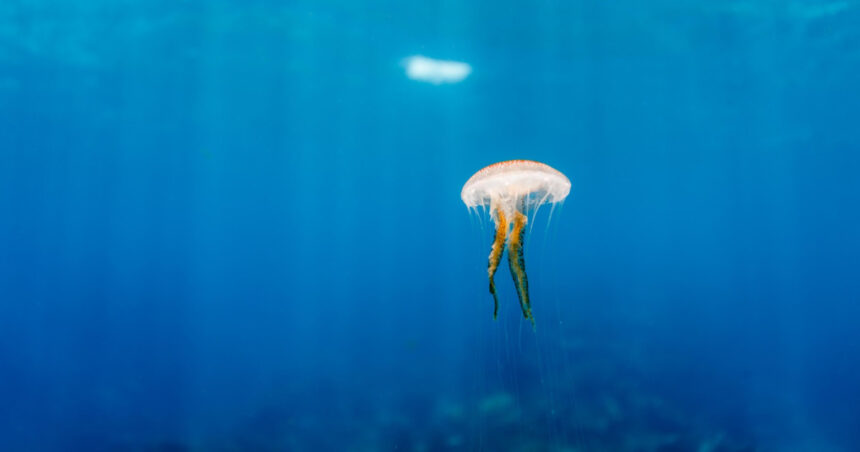 meduzele au oprit o centrala nucleara din franta cum s a intamplat incidentul 6899e83fa36ad
