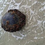 mina marina descoperita la vadu a fost neutralizata 68b4993abf958