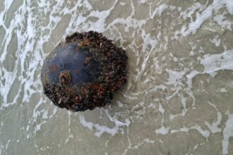 mina marina descoperita la vadu a fost neutralizata 68b4993abf958