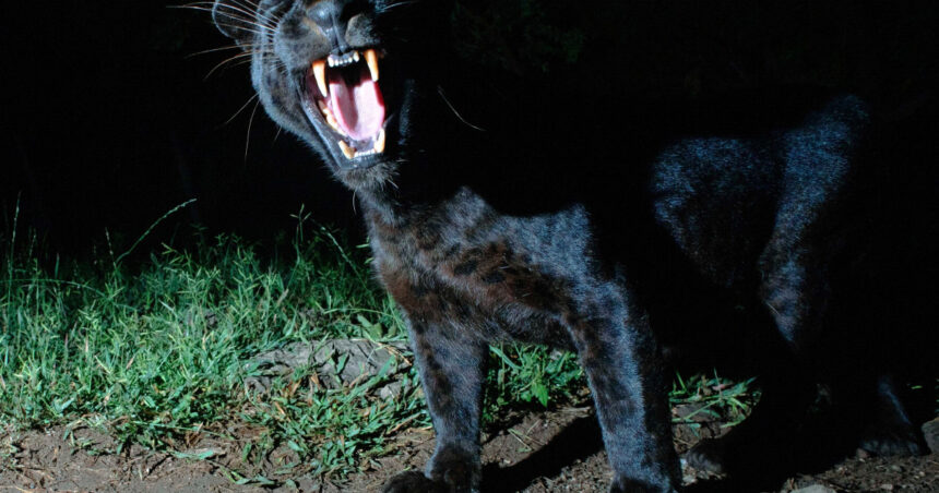 misterioasa pantera neagra provoaca din nou alerta in bulgaria ar fi fost vazuta aproape de granita cu romania 68b09f44d6e8f