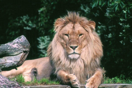 o gradina zoologica din danemarca face apel catre oameni sa i doneze animalele de companie pentru a si hrani pradatorii cu ele 6891a06a336dc
