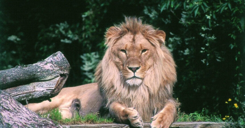 o gradina zoologica din danemarca face apel catre oameni sa i doneze animalele de companie pentru a si hrani pradatorii cu ele 6891a06a336dc