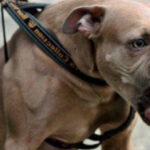 o tanara de 26 de ani a fost atacata de un amstaff pe strada in galati proprietarul amendat si cercetat penal 68b2c765bd514