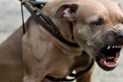 o tanara de 26 de ani a fost atacata de un amstaff pe strada in galati proprietarul amendat si cercetat penal 68b2c765bd514