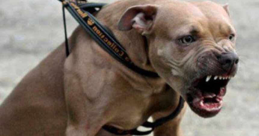 o tanara de 26 de ani a fost atacata de un amstaff pe strada in galati proprietarul amendat si cercetat penal 68b2c765bd514