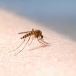 patru cazuri de infectie cu virusul west nile au fost inregistrate in aceasta vara in romania 689c118421339
