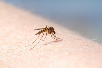 patru cazuri de infectie cu virusul west nile au fost inregistrate in aceasta vara in romania 689c118421339