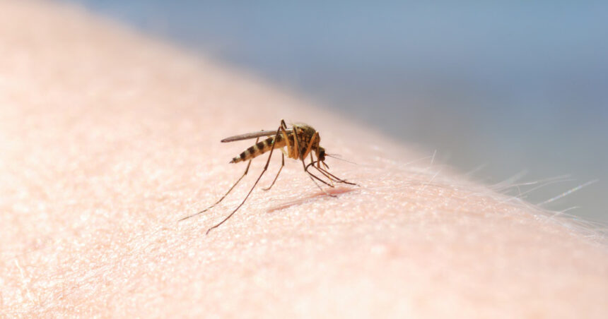 patru cazuri de infectie cu virusul west nile au fost inregistrate in aceasta vara in romania 689c118421339