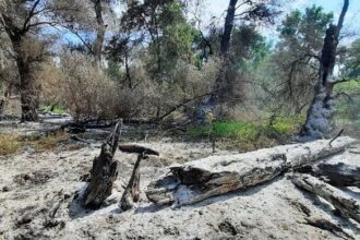 pompierii tulceni se deplaseaza din nou in zona sireasa din delta dunarii 68a44392bba84