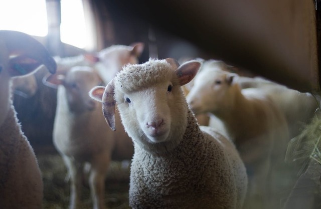 rusia a interzis importul si tranzitul de ovine si caprine din bulgaria si din romania 6894477b21d8b