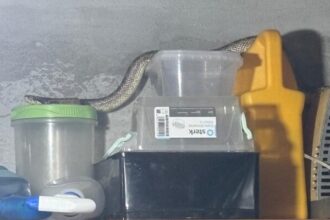 sarpe capturat dintr o casa din localitatea 2 mai 6894d4044faa8