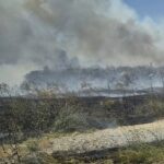trafic rutier oprit pe autostrada a2 bucuresti constanta in urma unui incendiu de vegetatie 6894834b2b889